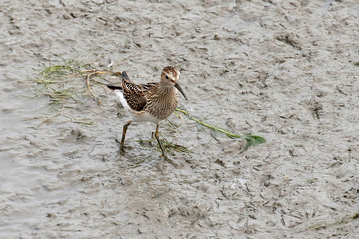 Pectorial Sandpiper - Gestreepte strandloper